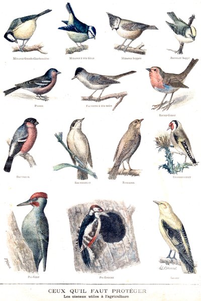 Gli uccelli utili in agricoltura da Fortune Louis Meaulle