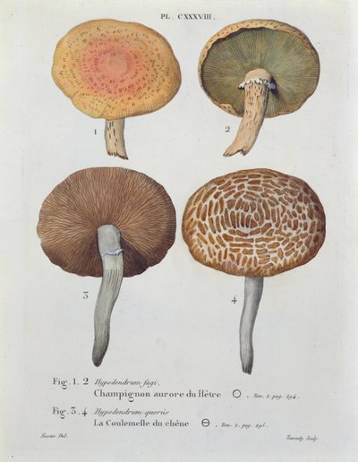 Hypodendrums fagi e queris, tavola 138 da 