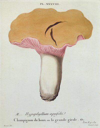 Hyprophyllum aquifolii, tavola 38 da 