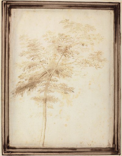 Studio di un albero da Fra Bartolomeo