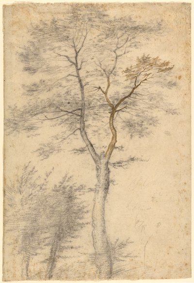 Tre studi sugli alberi da Fra Bartolommeo (Baccio della Porta)