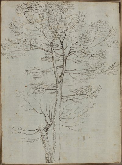 Albero spoglio [verso] da Fra Bartolommeo