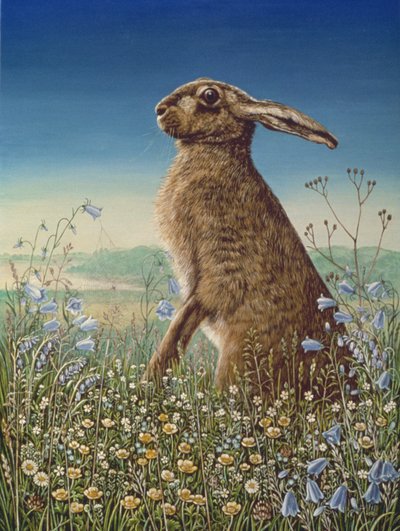 Lepre da Frances Broomfield