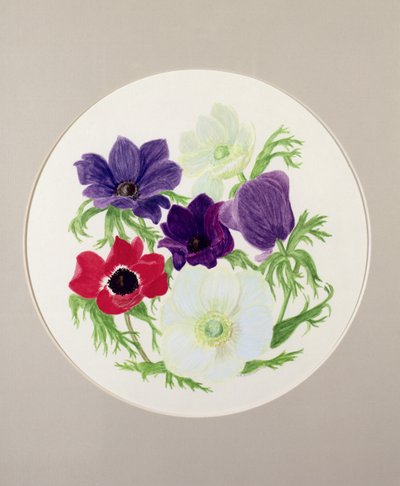Anemoni da Frances Buckland