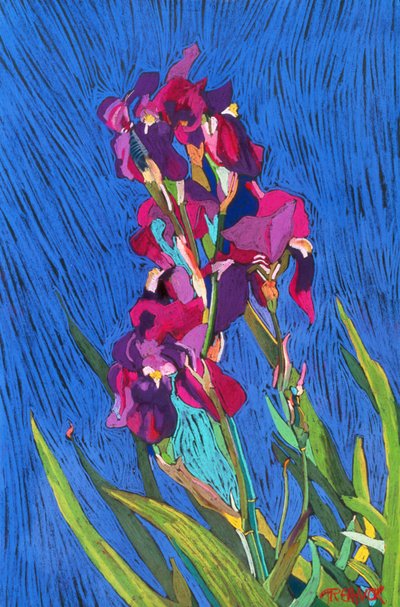 Iris da Frances Treanor