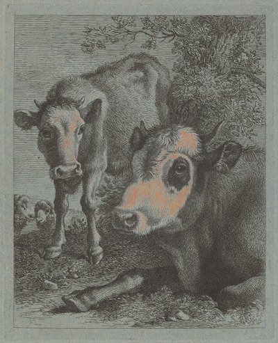 Mucca e Vitello Distesi all