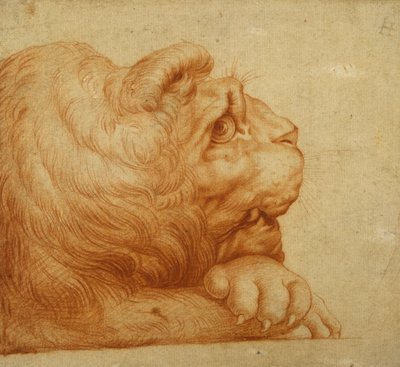 Testa di un leone di profilo da Francesco de Rossi Salviati Cecchino