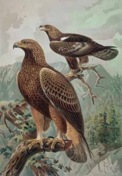 Incisione - Aquila dorata - Maschio adulto (1) e femmina (2) Aquila chrysaetos da Francia