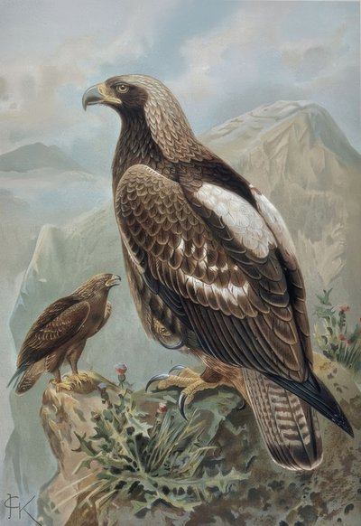 Incisione - Aquila imperiale - Maschio con piumaggio quasi perfetto (1) e femmina di 2 anni (2) da Francia