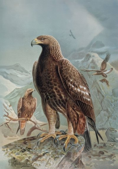 Aquila selvaggia o leonata, femmina adulta e giovane da Francia