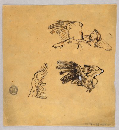 Studi di ali da Francis Augustus Lathrop