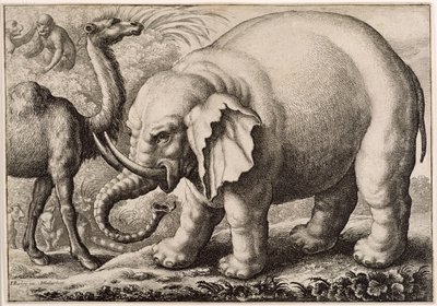 Un elefante e un cammello, inciso da Wenceslaus Hollar (1607-77) 1663 da Francis Barlow
