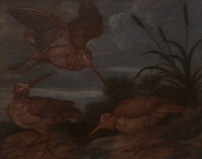 Beccaccia al crepuscolo da Francis Barlow