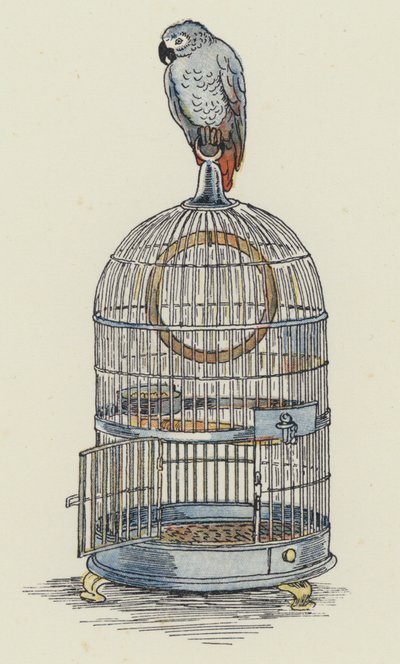 Pappagallo seduto sopra la gabbia (litografia a colori) da Francis Donkin Bedford