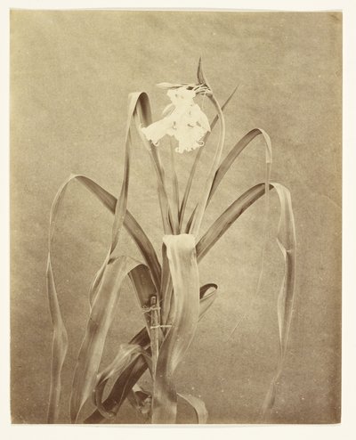 [Fiori] da Francis Edmond Currey