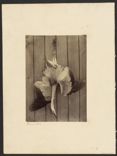 Airone da Francis Edmond Currey