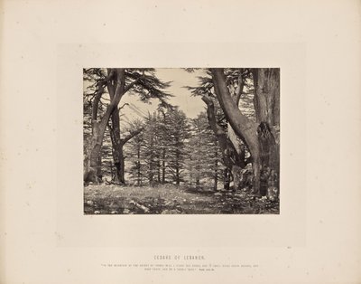 Cedri del Libano da Francis Frith