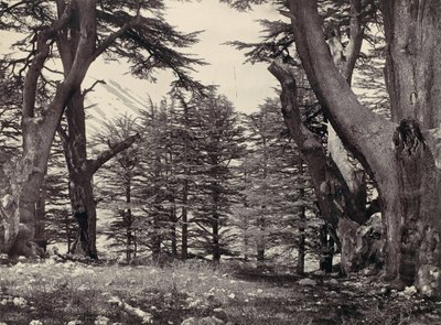 Cedri del Libano, ca. 1857 da Francis Frith