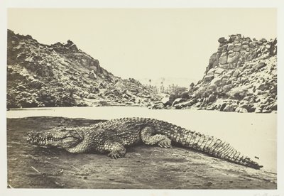 Coccodrillo su una Banca di Sabbia, 1857 da Francis Frith
