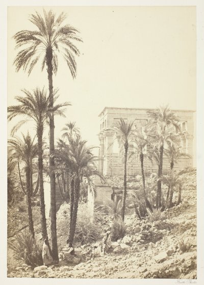 Gruppo di palme da Francis Frith