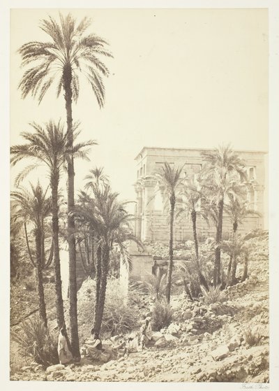Gruppo di palme da Francis Frith