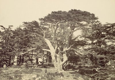 Il Più Grande dei Cedri, Monte Libano, 1857 da Francis Frith
