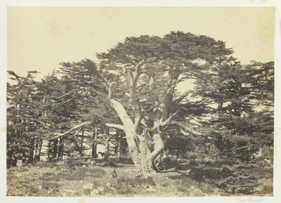 Il più grande dei cedri, Monte Libano da Francis Frith