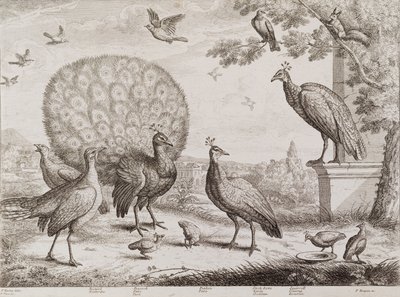 Gruppo di Uccelli con Pavone da Francis Place