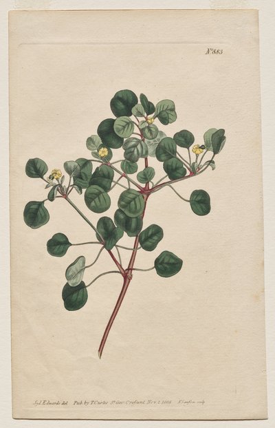 The Botanical Magazine or Flower Garden Displayed: Tavola 883, Euphorbia Petiolaris. Long -Stalked Spurge da Francis Sansom
