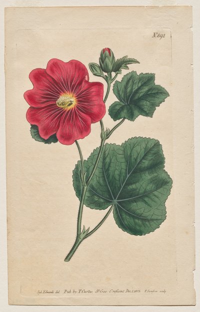 The Botanical Magazine or Flower Garden Displayed: Tavola 892, Althaea Flexuosa. Seringapatam A Hollyhock. [Althea rosea] da Francis Sansom