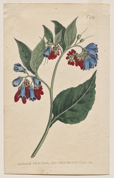 The Botanical Magazine or Flower Garden Displayed: Tavola 929, Symphyum Asperrim. Prickley Comfrey. [Symphytum asperum] da Francis Sansom