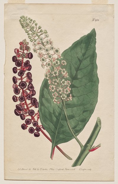 The Botanical Magazine or Flower Garden Displayed: Tavola 931, Phytolacca Decandra. Virginian Poke. [Phytolaca Americana] da Francis Sansom