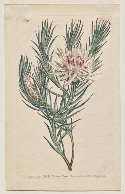 The Botanical Magazine or Flower Garden Displayed: Tavola 933, Protea mucronifolia. Dagger-Leaved Protea. [Protea odorata] da Francis Sansom