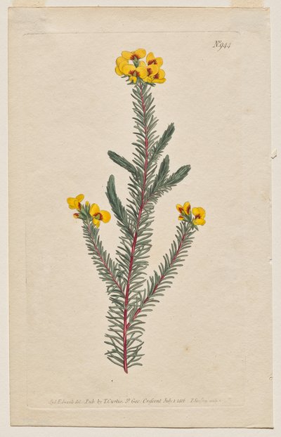 The Botanical Magazine or Flower Garden Displayed: Tavola 944, Dillwynia Glaberrima. Smooth-Leaved Dillwynnia. [Dillwynia ericifolia gaberrima] da Francis Sansom
