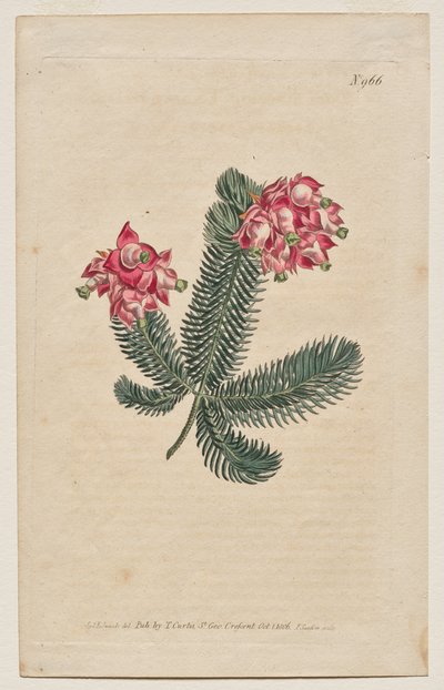 The Botanical Magazine or Flower Garden Displayed: Tavola 966, Erica Elegans. Elegant Heath [Erica glauca] da Francis Sansom