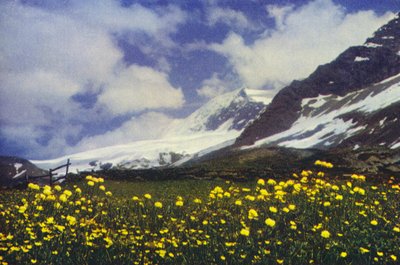 Trollius sul Passo del Sempione da Francis Sydney Smythe