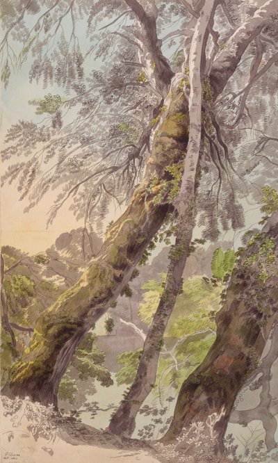 Alberi che Sovrastano l