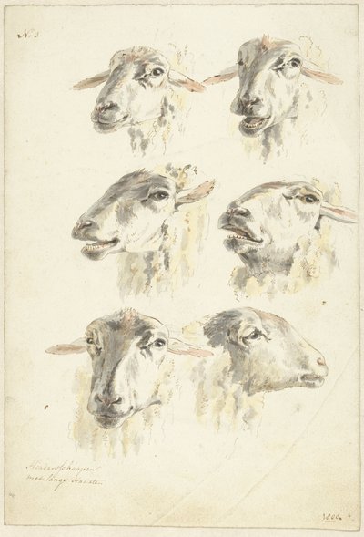 Foglio di studio con sei teste di pecora da Franciscus Andreas Milatz (attributed to)
