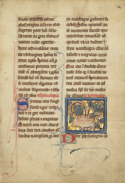 Un riccio da un bestiario Ms Ludwig XV 4, fol. 82, c.1280-1300 da Franco Flemish School