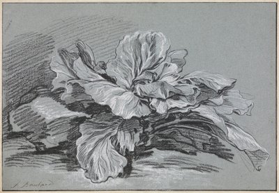 Studio su un cavolo da François Boucher