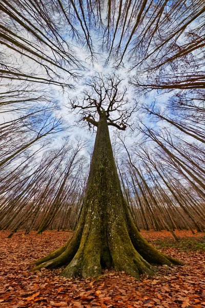Il gigante della foresta da Francois Casanova