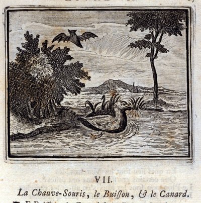 Il pipistrello, il cespuglio e l