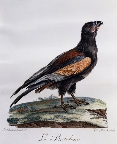 Bateleur adulto (Terathopius ecaudatus), incisione da Histoire Naturelle des Oiseaux d