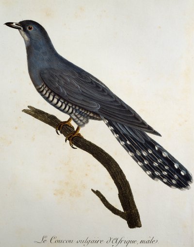 Cuculo africano (Cuculus gularis) da Histoire Naturelle des Oiseaux d