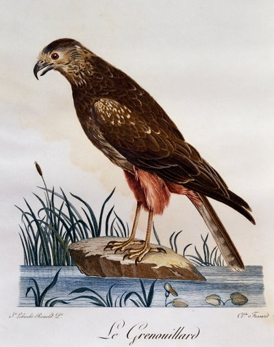 Falco di palude africano (Circus ranivorus), incisione da Histoire Naturelle des Oiseaux d
