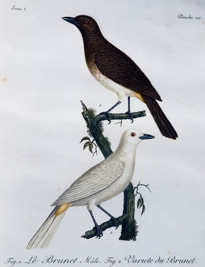 Bulbul dagli occhi rossi africano (Pycnonotus nigricans), incisione da Histoire Naturelle des Oiseaux d