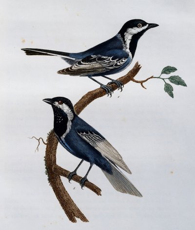 Cincia cenerina (Parus cinerascens), incisione da Histoire Naturelle des Oiseaux d