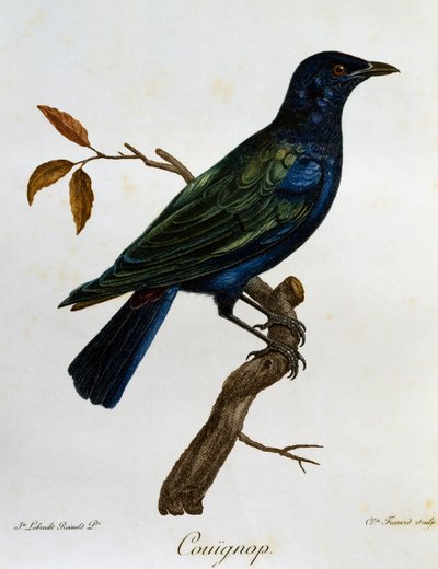 Storno lucido dal ventre nero (Lamprotornis corruscus), incisione da Histoire Naturelle des Oiseaux d