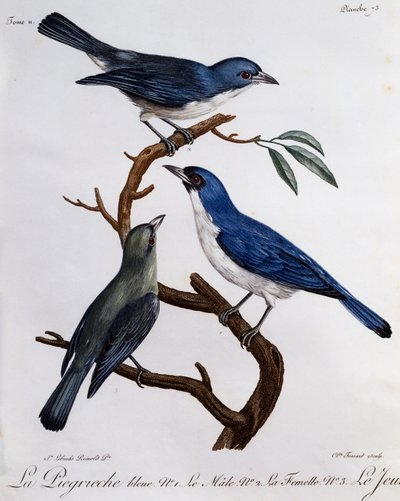 Vanga blu (Cyanolanius madagascarinus) da Histoire Naturelle des Oiseaux d
