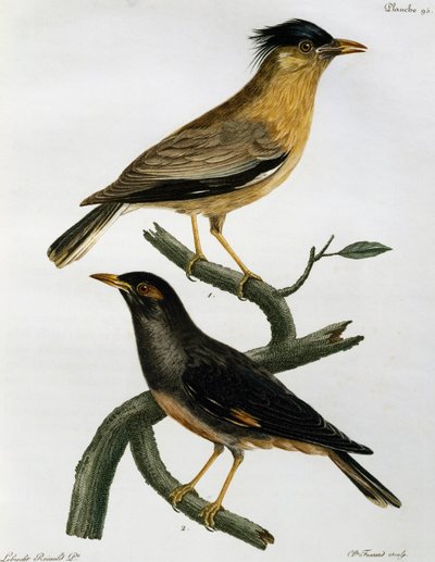 Storno bramino (Sturnus pagodarum) e, sotto, Myna delle banche (Acridotheres ginginianus), incisione da Histoire Naturelle des Oiseaux d